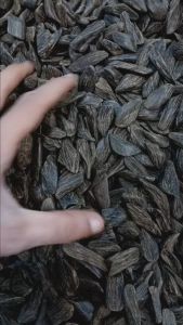 ASALAH Kayu Gaharu Asli l MAROKI KACANG B l
