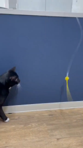 Japan Exclusive Long Mouse Tail Teaser Toy