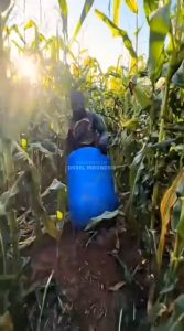 OSSEL Mesin Pemipil Jagung Listrik Mesin Pipil Jagung Dinamo Listrik Tembaga OS-PJ200 OSSEL