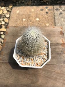 แคคตัสขนเม่น (Thelo Macdowellii) หายาก หนามแหลมสีขาวรอบตัวคล้ายขนของเม่น กว้าง 6-7 cm อายุ 2-3 ปี