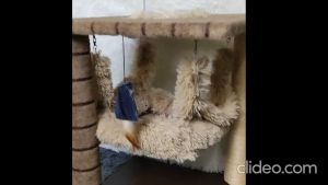Moys Cat Craft Carpet Cat Tree: A Comprehensive Guide
