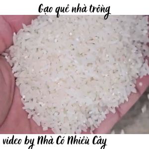 Gạo sạch dẻo thơm quê nhà trồng 5kg