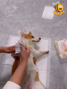 Wahaha 80PCS Premium Pet Wet Tissue Pet Wipes For Cat Tisu Basah Kucing 宠物湿巾