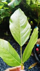 ฟาร์มบ้านเรา จุลินทรีย์สังเคราะห์แสงจากใบทองหลางน้ำ (โรโดแบคเตอร์ แคปซูลลาตัส Rhodobactor Capsulatus ) ปลอดภัย ใช้เลี้ยงไข่ผำ ต้นเคลKaleได้ดี แพ็ค 2 ขวด