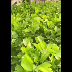 AAA ผักซอง 3A J019#มะเขือเปราะ เจ้าพระยา ผักซองตั้ง ผักซองจัมโบ้ เมล็ดพันธุ์ผัก AAA สามเอ ผักราคาถูก เพียงกดเพิ่มสินค้าลงรถเข็น