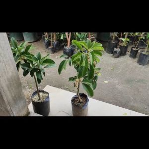 Bibit Alpukat Taiwan Green Skin / Alpukat Zhuang Poo Super