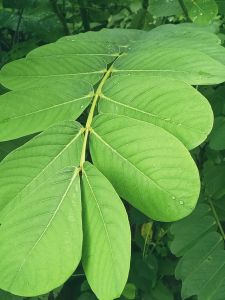 Sariwang Dahon ng Akapulko - Ringworm Bush (Per Piece