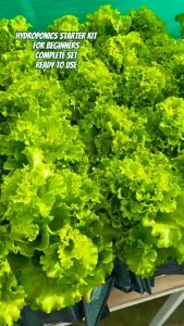 HYDROPONICS STARTER KIT 6 - GRANULAR NUTRIENT SOLUTION/WITH GROWBOX/4 PACKS PELLETIZE LETTUCE SEEDS