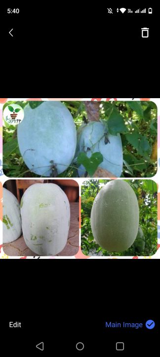 kundol Seeds /Wintermelon Seeds for planting New Harvest | Lazada PH