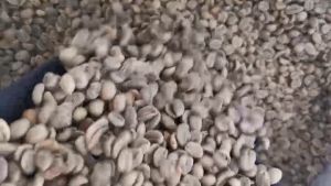 ถูกที่สุด สารกาแฟดิบ ลาว โบลาเวน ไซส์ 16-18 ลาว บเลเวน Greenbean Washed Process มีขนาด 1ู. 6-18