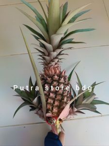 Nanas Muda Ungu Segar Untuk Ngerujak