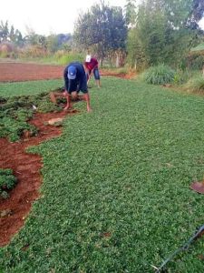 jual rumput gajah mini ukuran 1 meter x 1 meter