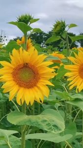 Hạt Giống Hoa Hướng Dương Cắt Cành (Hướng Dương Cao 1 Bông) Trồng Chụp Ảnh Dễ Chăm Sóc Trồng Quanh Năm_Giống Cây Trồng Quili Seed