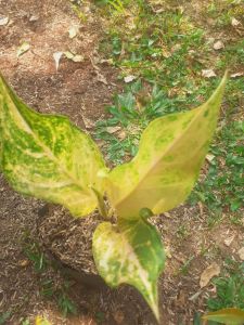 Aglonema siam pearl 234 daun