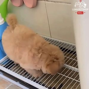 Luka😊พร้อมส่ง💯 ห้องน้ำสุนัข ถาดฉี่สุนัข สแตนเลส ไม่เป็นสนิม ห้องน้ำหมาใหญ่ ถาดฉี่หมาใหญ่ ประเภทลิ้นชัก ด้วยถาดที่ถอดออกได้ ห้องน้ำหมา ที่รองฉี่