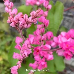 Biji Benih Bunga Air Mata Pengantin/ Antigonon Seeds/ Antigonon Leptopus/ Antigonon Sapling – 15 Seeds