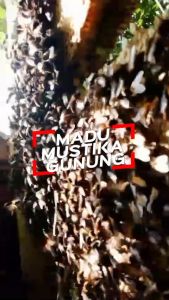 Madu Mustika Gunung Kaliandra 100% Murni Original Raw Honey Tanpa Campuran dari Hutan Garut Selatan