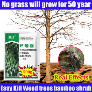 No grass will grow for 50 year QD Hexazinone herbicide Targets all large trees Racun pokok  Solve the tree roots overnight racun pokok besar