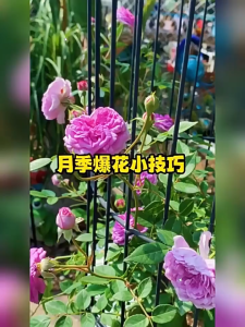 Universal water-soluble fertilizer for flowers green plants nutrient solution promotes flowering and prolongs flowering period 花卉绿植通用水溶肥 促开花延长花期