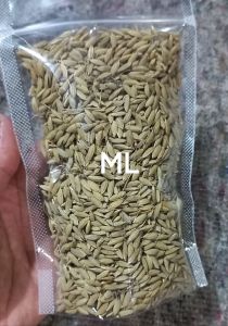 jual benih padi ketan hitam original kualitas