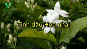 Tinh dầu Hoa nhài 100% từ thiên nhiên (Sản phẩm của Vhealthycare - Duy Nhat Tay Nguyen)