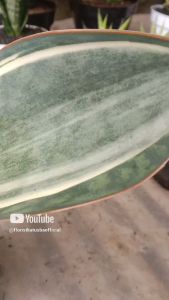 tanaman hias sensivera masoniana