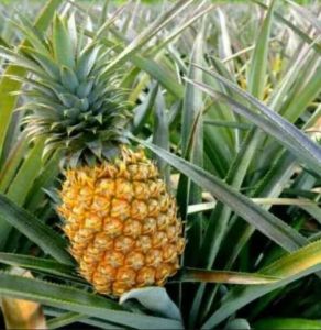 BIBIT NANAS MADU..SUPER JUMBO.