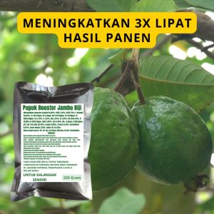 Pupuk Booster Jambu Biji: Panduan Lengkap