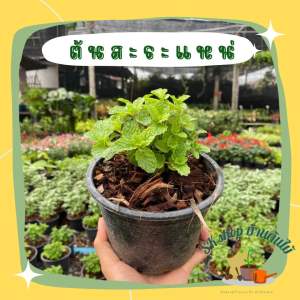 ต้นสะระแหน่ ผักสวนครัว กระถาง/ถุงดำ  6นิ้ว ต้นละ 39 บาท ผักสวนครัวพร้อมปลูก ต้นไม้ปลูกในบ้าน ต้นไม้ปลูกหน้าบ้าน ผักออแกนิก