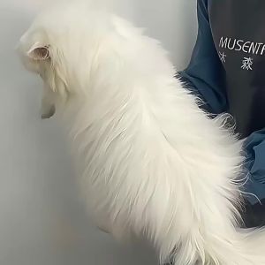 MUSENTANG | Degreasing Cat Bath Shampoo