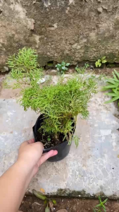 Cây Đinh Lăng - Tổng thể tầm 20-30 cm - Chịu nắng tốt!