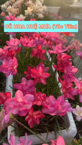 10 Củ giống hoa huệ mưa ngoại huệ mua hà lan mix màu