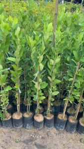 เลม่อน (Lemon) **ต้นเลมอน ผ่านยุพลมือกระจาย 10 ราคาพิเศษ ชุดขาย สินค้าขายดี