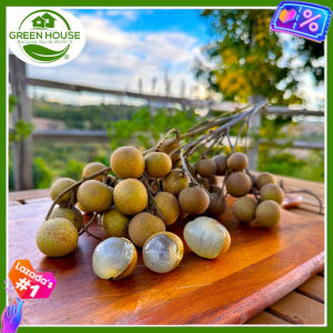 Green House® - Longan like Lychee Seeds for planting Fruit Plants (6 Seed) incl. Instructions - It is called Dragons eye