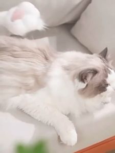 หวีหมา แมว มีปุ่มดันขนออก หวีสูง หวีแปรงขนแมว หวีหมา แมว Pet Care Stores น่ารักหวีแปรงขนสัตว์ที่แปรงขนสูง หวีสูง หวีแปรงขนแมว หวีหมา แมว