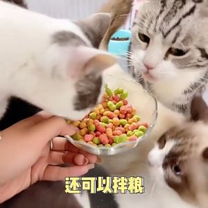 Pet Treats Cat Biscuits Cat Nutrition Biscuits Cat Peppermint Biscuits Dog Biscuits