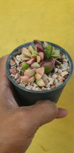 ต้นไม้อวบน้ำ ลูกชุบ Anacampseros rufescens (Haw.) Sweet #succulent #ลูกชุบ