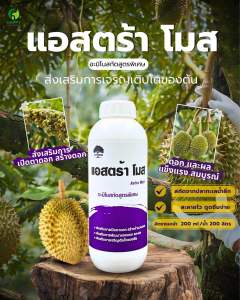 แอสตร้าโมส อะมิโนทุเรียน ส่งเสริมการแตกยอด เปิดตาดอก สร้างจำนวนดอก ขนาด 1 ลิตร