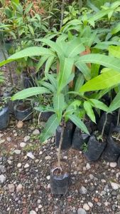 Bibit Mangga Yuwen Original: Mengenal dan Memanfaatkannya