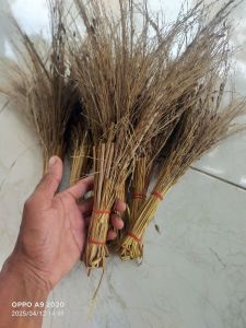 jerami merang ketan hitam sapu jerami ketan hitam asli