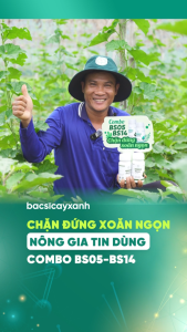 Combo Phục Hồi Cây Khảm Lá Xoăn Ngọn BS05 Movir BS14 Amino– Bác Sĩ Cây Xanh