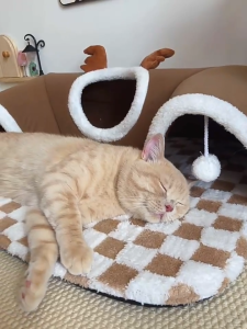 Cat Tunnel Donut Bed Cat Cave Round Cat Nest Indoor Outdoor Kitten Bed Detachable Rest Play Cat Nest