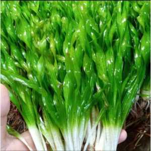 Paket 10 Batang Tanaman Aquascape Valisneria Spiralis