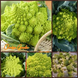 10 BUTIR BIJI/BENIH TANAMAN BROKOLI ROMANESCO