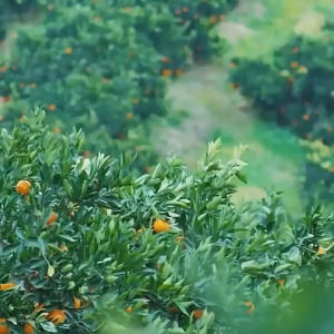 VC Peeling Lotion Peeling Yellow Oil Whitening Smooth Skin Anti Wrinkle Orange Micropeeling Rejuvenating Skincare 105ml