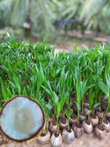 ต้นกล้ามะพร้าวกะทิพันธ์แท้ กล่องละ1ต้น