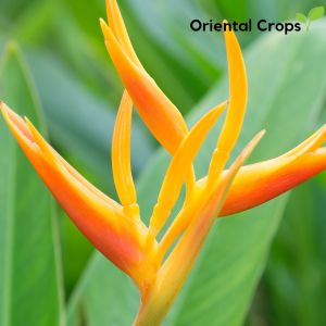 birds of paradise 3 pcs bulb garden plant pantanim