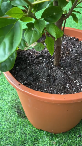 ส่งจากไทย 18แท่ง ปุ๋ยแท่ง ธาตุอาหารพืชแท่งปล่อยช้า แท่งสารอาหารสำหรับต้นไม้ในกระถาง และปลูกดอกไม้อเนกประสงค์ ช่วยบำรุงต้น