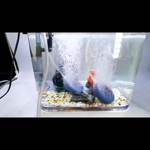 หัวทรายจาน หัวทรายออกซิเจน หัวทาายอ๊อกซิเจนตู้ปลา เพิ่มออกซิเจนในตู้ปลา 4-10cm