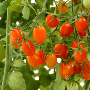 เมล็ดพันธุ์ มะเขือเทศเชอร์รี่มณีแดง (ซองรีเทล)